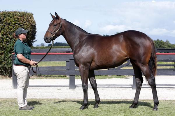 Pro Kare Kare a $100,000 Karaka yearling