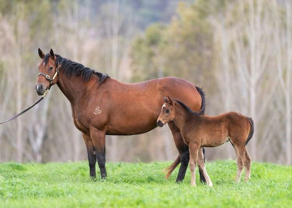 Profondo was a star from day 1 at Arrowfield Stud.