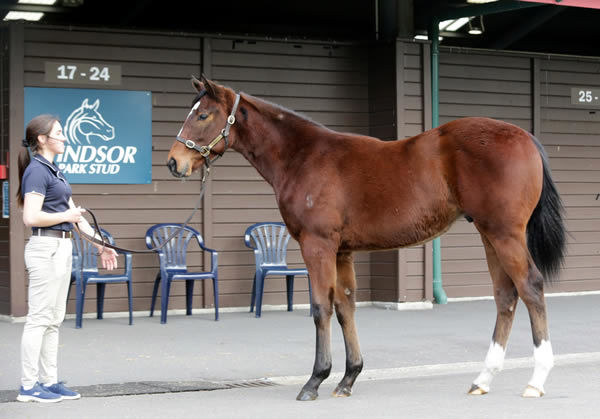 Lot 59, a colt from the first crop of Windsor Park Stud’s Profondo Photo: Trish Dunell