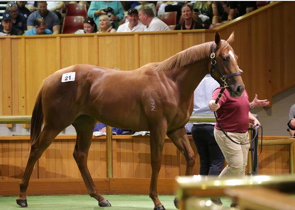 Lot 21, a full sister to Prowess, sells for $1.6 million on Day 1 at Karaka 2024. Photo: Trish Dunell