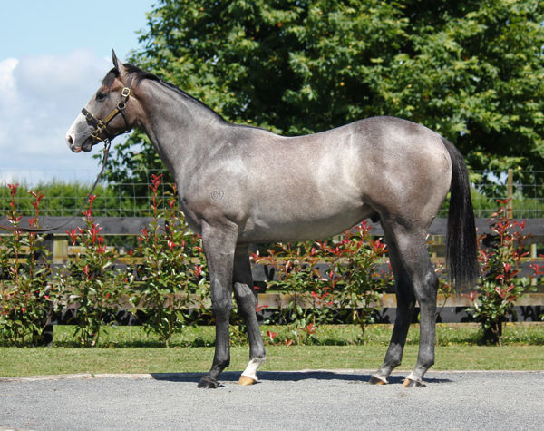 Public Attention a $160,000 Karaka yearling