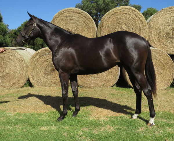 Punch Lane a $220,000 Inglis Premier yearling