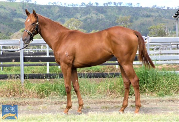 Puss Boots a $13,000 March Magic Millions yearling