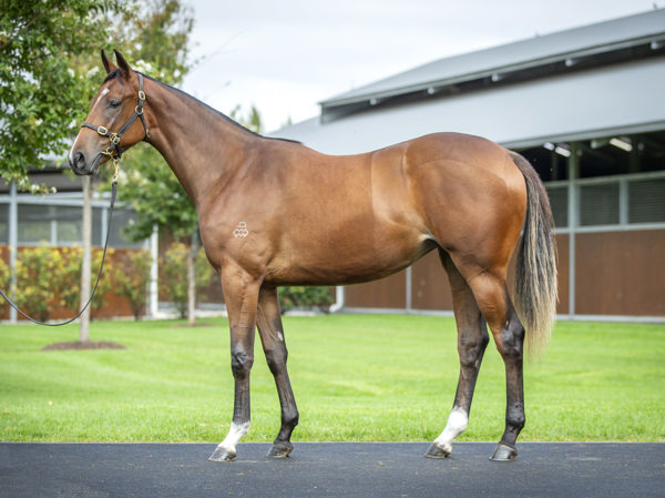 Qatars Choice a $950,000 Inglis Easter yearling