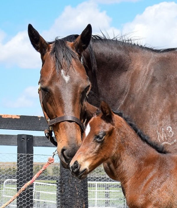 Born at Newgate, September 8, 2019 , I Am Invincible filly from  Miss Debutante.