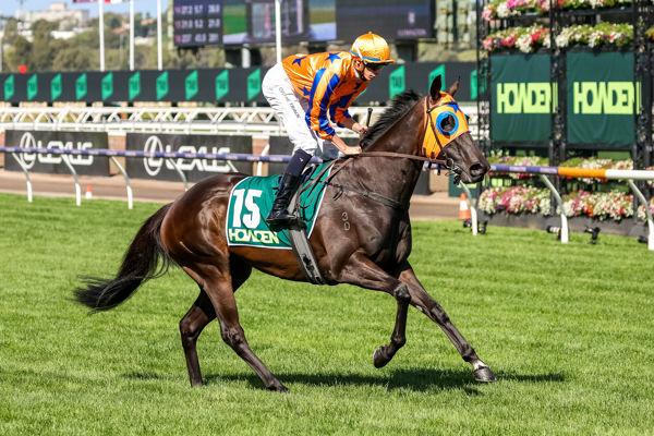 Quintessa looks to open her Australian account in the Cokram Stakes at Caulfield (image Racing Photos)