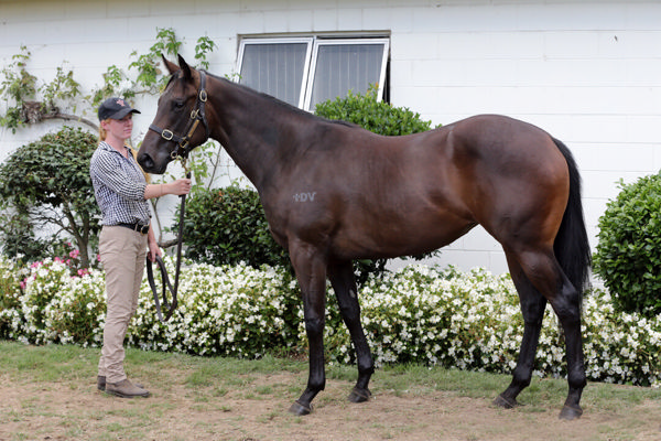 Quintessa a $170,000 Karaka yearling