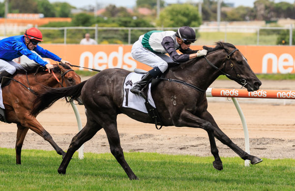 Little Brose won the Listed Merson Cooper Stakes and was a close second to Barber in G2 Blue Diamond Prelude - image Grant Courtney 