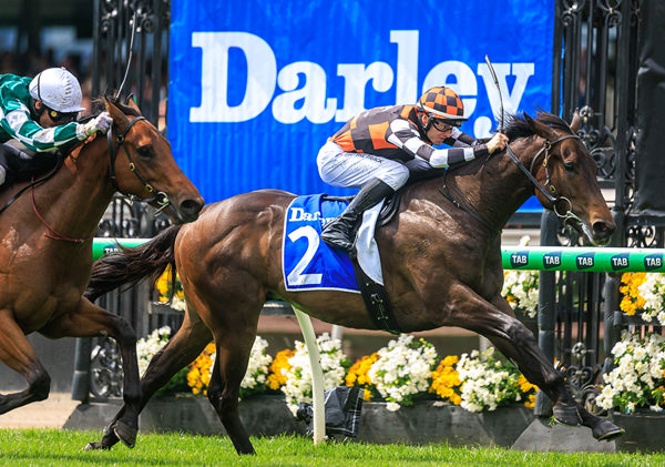 G3 Victory For Toronado Valley in The Darley Maribyrnong Plate - Image Grant Courtney