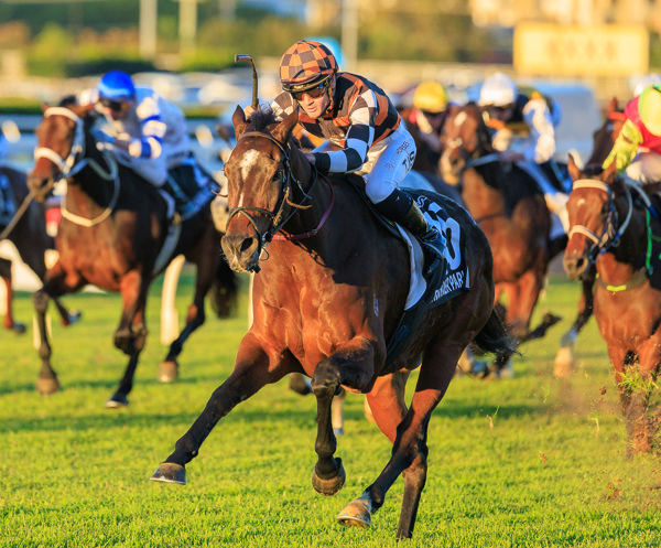 Fawkner Park sparkles in Q22 (image Grant Courtney)