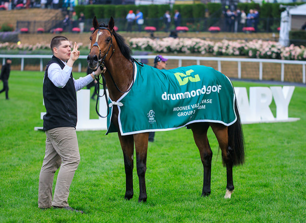 Ciaron Maher's Observer Appears To Have A Stranglehold On Next Saturday's $2m G1 VRC Derby - Image Grant Courtney