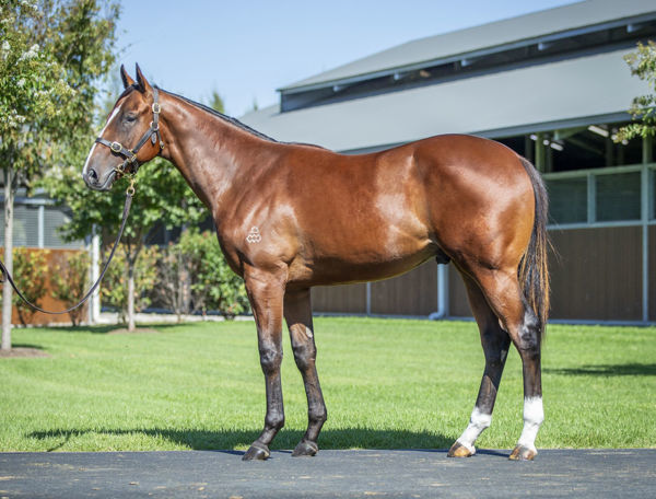 Passed-in as a yearling Raikkonen sold for $180,000 at the Inglis Ready2Race Sale