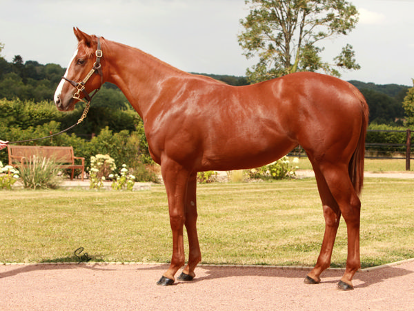 Ramatuelle a €100,000 Arqana Deauville August yearling