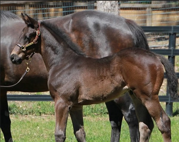 Rebel Dane colt from Ostentatious.