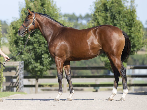 Red Aces a $380,000 Inglis Premier yearling