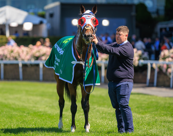 Dundeel colt Red Aces won the Group II Moonee Vallee Vase on Saturday - image Grant Courtney