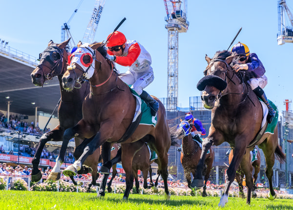 Red Aces toughs it out (image Grant Courtney)