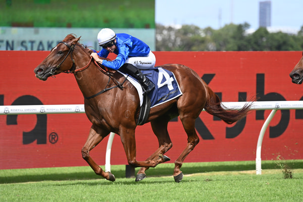 Red Card building an excellent winning record (image Steve Hart)