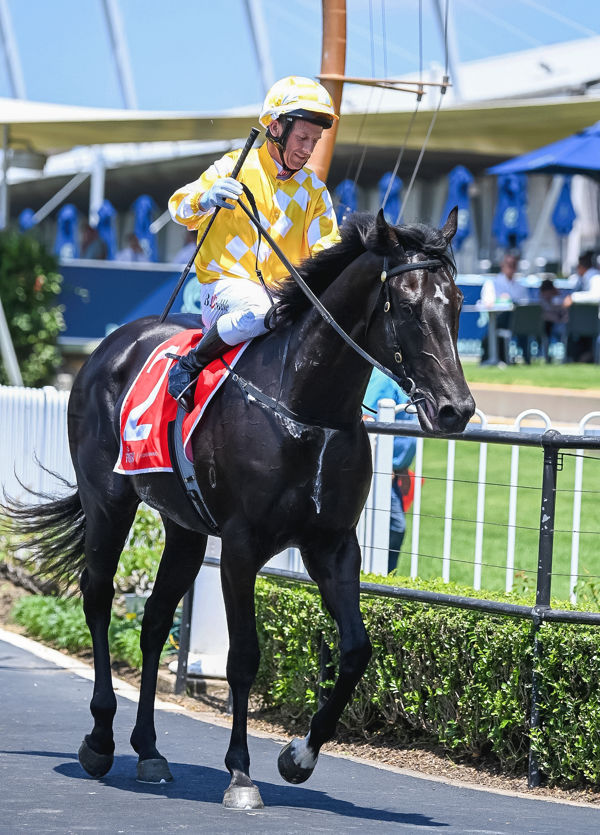 There is a lot of Lonhro about Red Resistance (image Steve Hart)