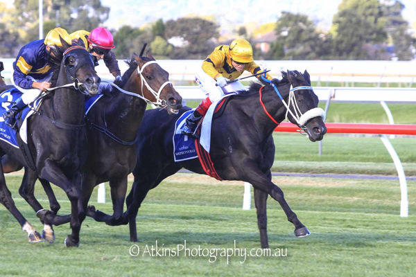 Red Sun Sensation would not be denied (image Atkins Photography)