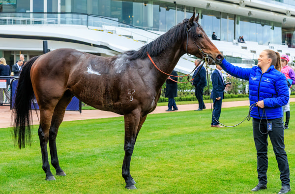 Renosu strikes a pose (image Grant Courtney)