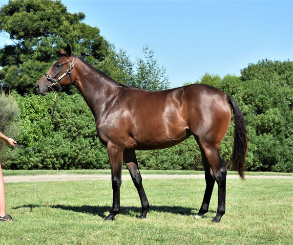 Reo a $30,000 Inglis Premier yearling