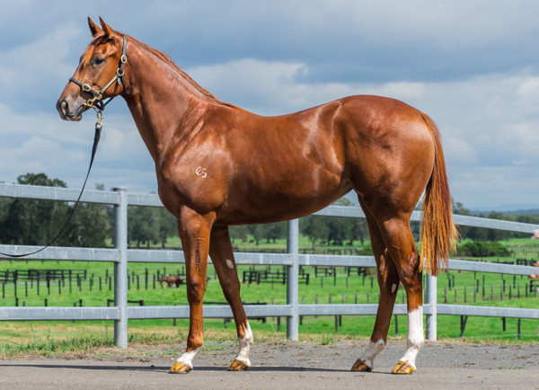 Rich Dottie a $260,000 Inglis Easter yearling