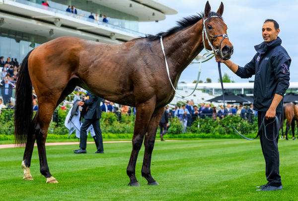 Riff Rocket promising stayer in the making (image Grant Courtney)