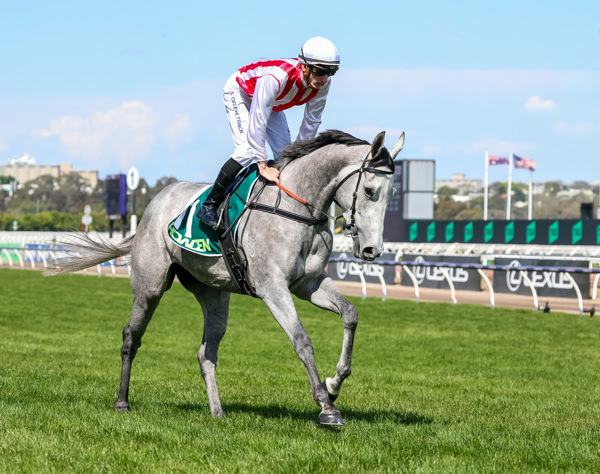 Zoustar's gorgeous daughter Right To Party (image George Sal/Racing Photos)