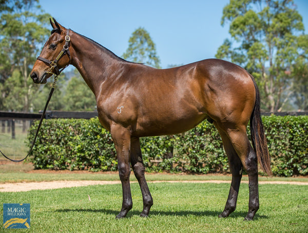 Ring Of Steel a $400,000 Magic Millions yearling