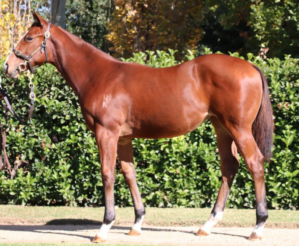 Robodira was a $22,000 Inglis Easter Weanling