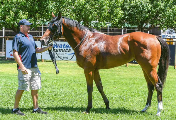 There is a good race in Rocket Scientist & he looks the part (image Brett Holburt/Racing Photod)