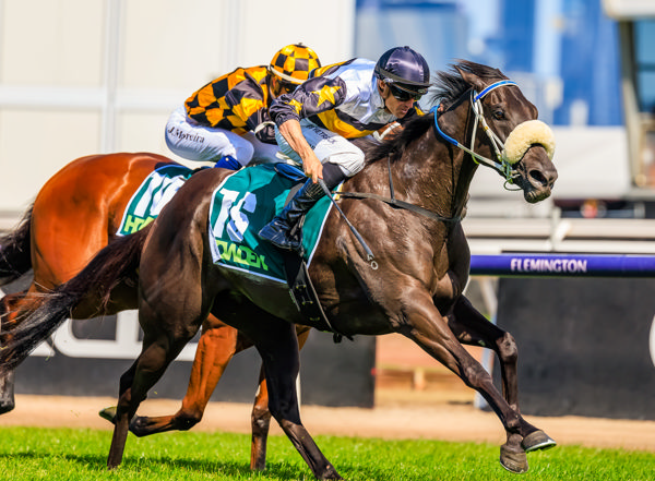 Progressive filly going places (image Grant Courtney)