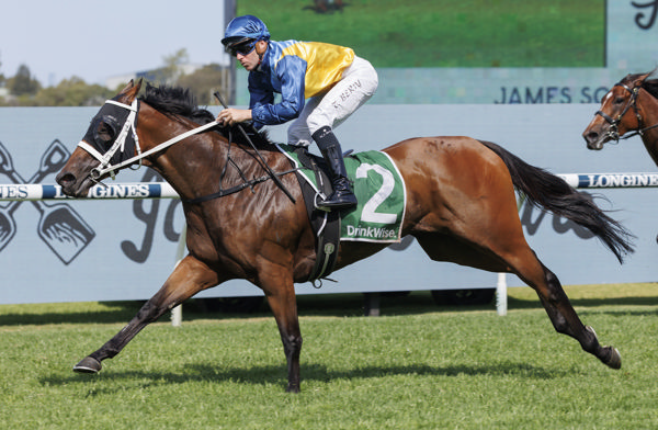 Multiple Group winner Roots was a $52,500 Inglis Classic bargain - image Steve Hart