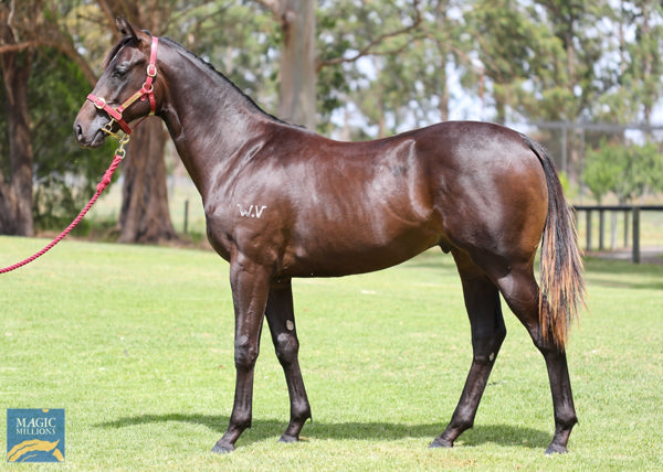 Rope Them In a $60,000 Perth Magic Millions yearling