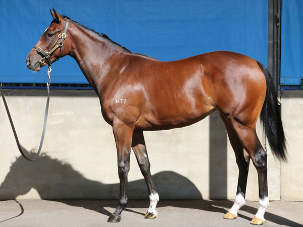Rose Of Shalaa a $90,000 Inglis Premier yearling