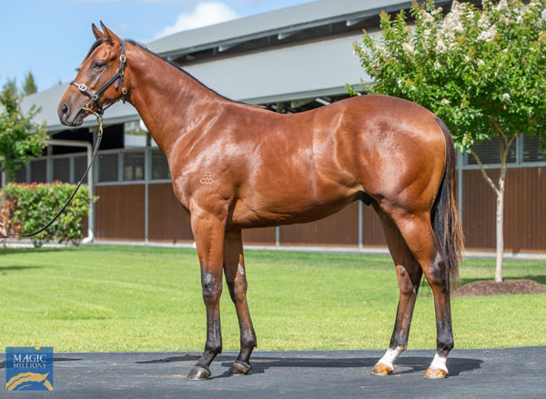 Roselyn's Star a $220,000 Magic Millions yearling