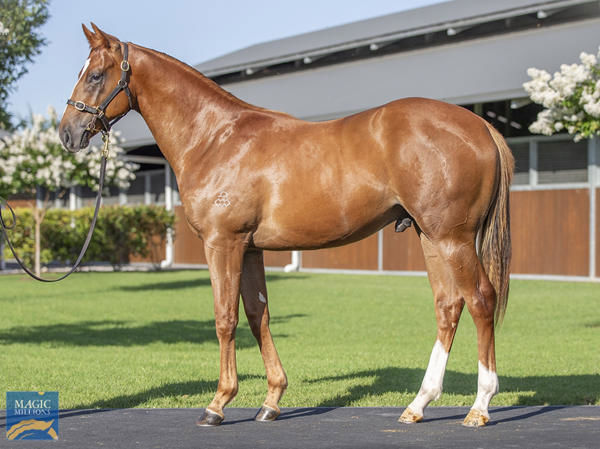 Royal Entrance a $425,000 Magic Millions yearling