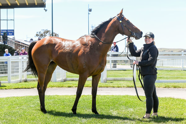 Royal Mule a very valuable mare (image Brett Holburt/Racing Photos)