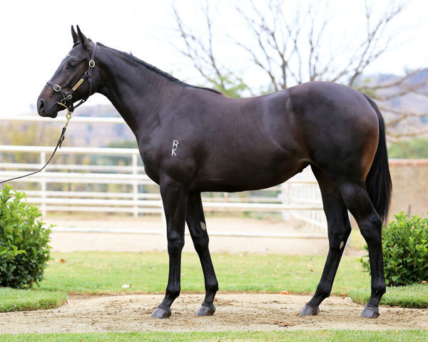 Running By a $210,000 Inglis Classic yearling