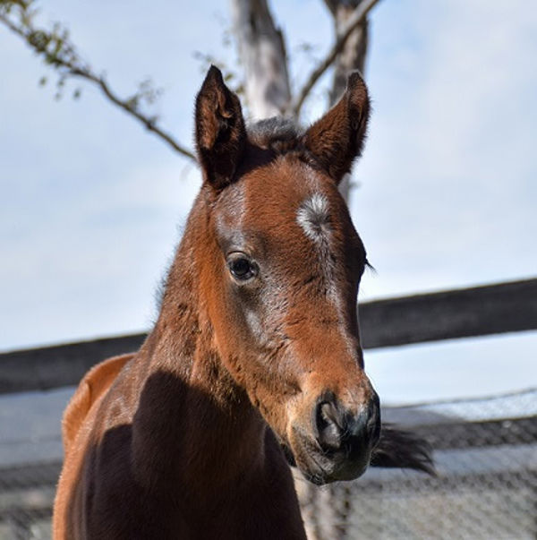 Born at Newgate August 26, 2019, Russian Revolution filly from My Conquestadory (USA).