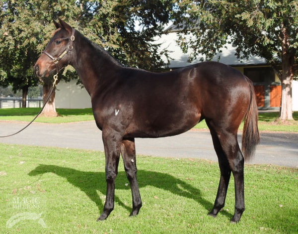 Saasmit was a $21,000 Magic Millions Weanling
