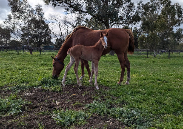 Safeguard filly from Miss Denni (NZ).