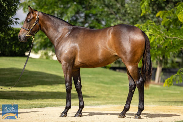 Sakima a $1,250,000 Magic Millions yearling