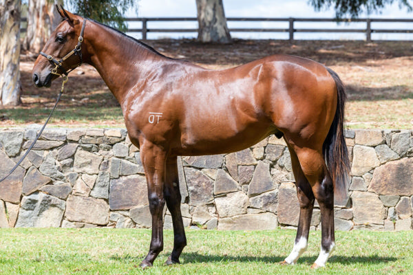 Salsa Fellow a $120,000 Inglis Classic yearling