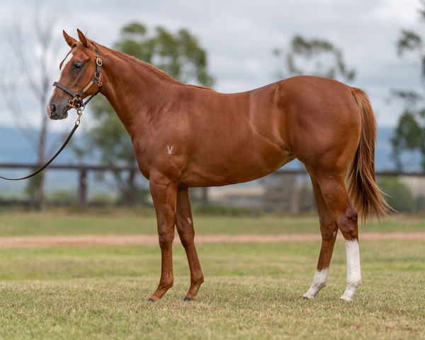 Saltaire a $140,000 Inglis Classic yearling
