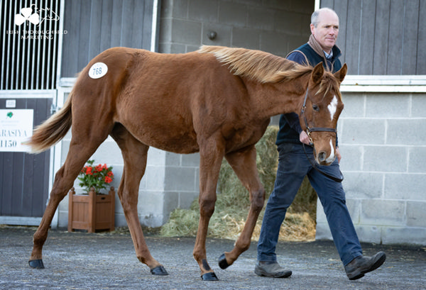 Sands of Mali filly from Almarada.