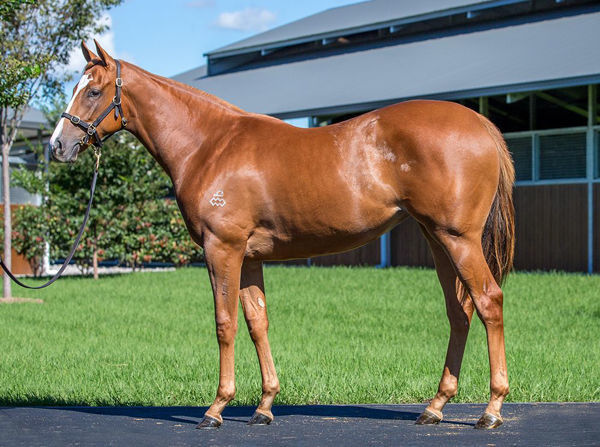 Sans Doute a $300,000 Inglis Easter yearling
