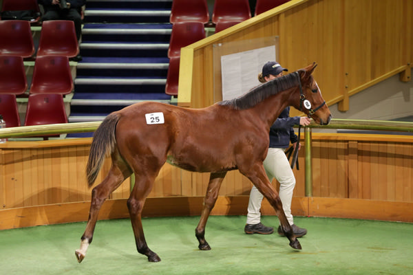 Satono Aladdin x Henley Road filly topped the sale at $170,000