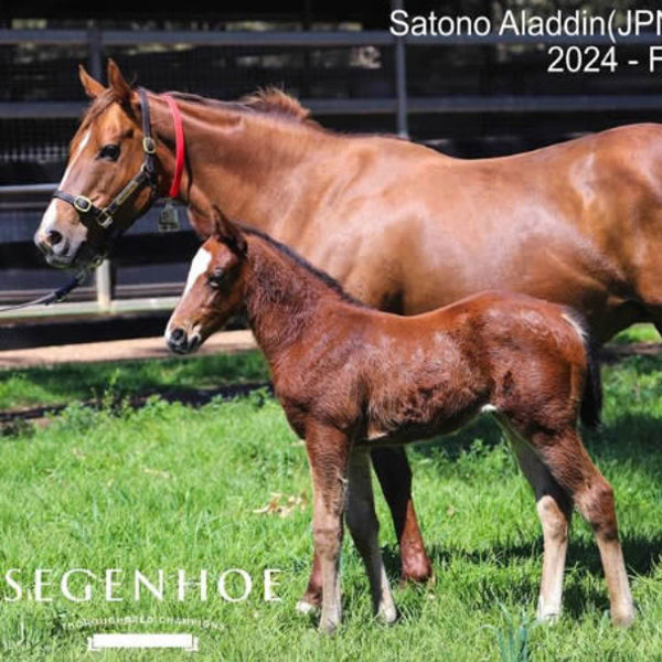 Satono Aladdin (Jpn) x Choice filly